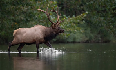 Bull Elk 