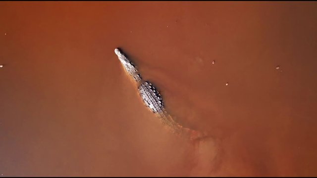 Aerial shot slowly rising over Crocodiles in a Lagoon