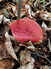 autumn leaves on the ground