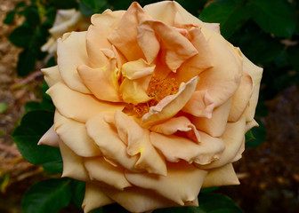 A view of a honey colored rose in a garden at spring time. Honey Dijon is a grandiflora by Sproul,...