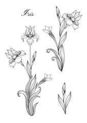 Iris flower, fleur-de-lis, flower-de-luce, flag. Element for design. Outline hand drawing vector illustration. In art nouveau style, vintage, old, retro style. In botanical style.