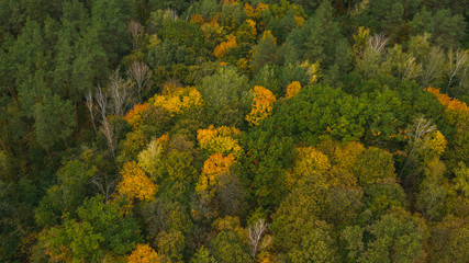 Aerial top-down view from the drone on the multi-colored forest in autumn sunny day. Natural foliage background. 
