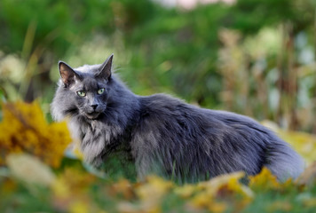 Naklejka na ściany i meble Blue norwegian forest cat female in garden in autumn