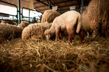 Sheep without wool with other sheep in a stable on an animal farm.