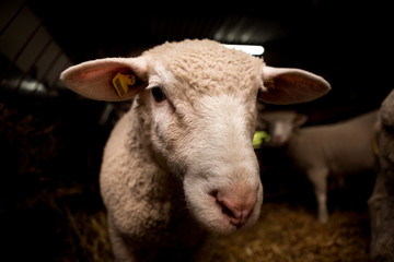 Obraz premium A head of sheep that looks curious in the camera while it is in a stable with other sheep.