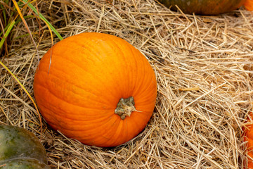 Big ripe orange pumpkin, closeup. Farm vegetable grown for Thanksgiving. Beautiful pumpkin, rural still life