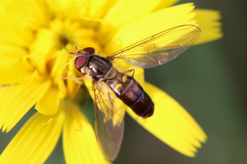 bee on a flower