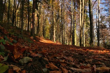 herbst