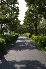 Fototapeta na wymiar Green path in the park