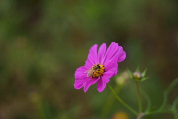 Cosmos flower and bees