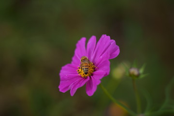 Cosmos flower and bees
