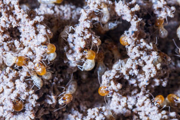 termites damage home, macro close up termites in anthill