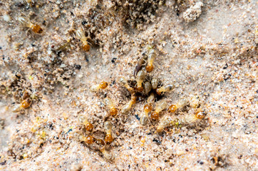 Termites are eating the wood of the house.