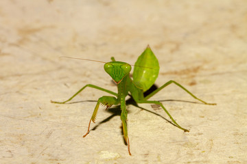 Extreme close up Praying Mantis or Mantis Religiosa