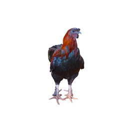Rooster isolated on a white background   