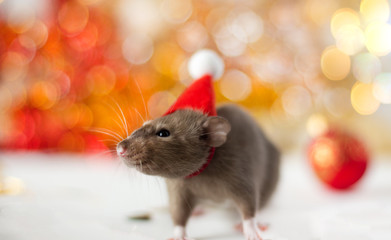 Close-up of golden brown cute little rat in a New Year's hat looking in frame on the soft light beige background with beautiful luminous yellow blur and Christmas ball