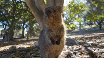 クォッカワラビー