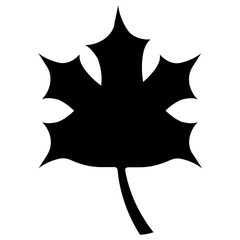 Solid Maple Leaf  Vector Icon Design