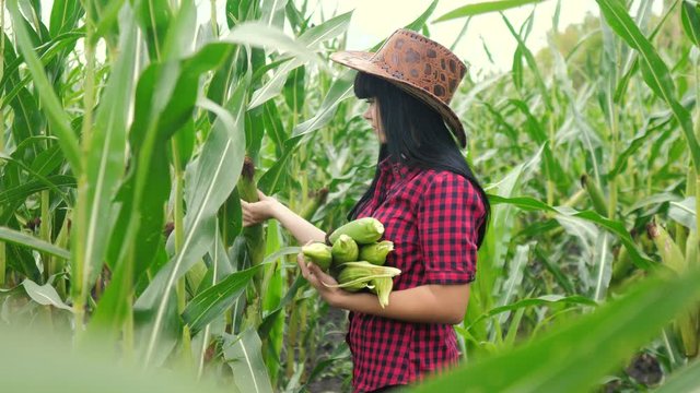 smart eco a harvesting agriculture farming concept. farmer girl plant researcher harvesting corn cobs on the farm. lifestyle woman with digital tablet works in the field