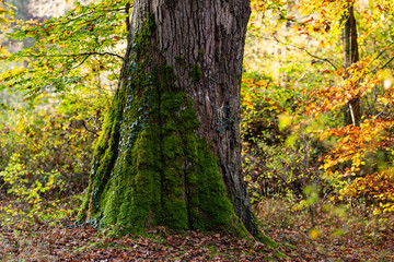 Eiche Stamm Baum Quercus Moos Efeu Wald Herbst Baum Rinde Nahaufnahme Schönbuch Schwaben...