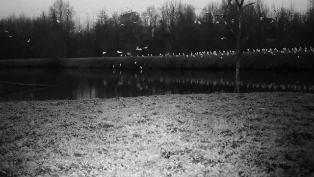 A Flock of Western Cattle Egret (Bubulcus Ibis) close to a Pond by Night. Water Animals and Nature FullHD Video.