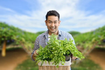 Asian man holding harvested vegetable with farm background,. lifestyle concept.