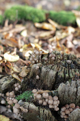 macro of composted wood with wild fungi for beautiful forest
