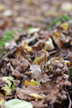 wild woods fungi with autumn leaves for natural beauty