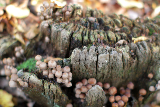 closeup, composted wood with wild mushrooms for soil still-life