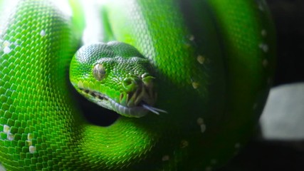 green snake sticks out tongue