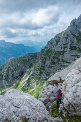 Steinbocks in the Julian alps