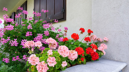 Colorful red pink lilac geranium plants bloom lushly under the wooden windows of a white building on a bright summer day in an Italian village