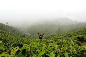 Woman traveller walking through tea plantation foggy morning in Sri Lanka.
