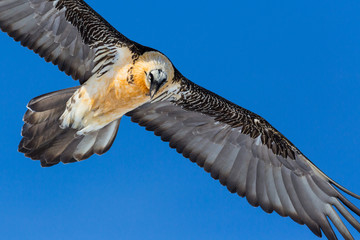 close-up bearded vulture (gypaetus barbatus) in flight