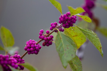 Beauty Berries, purple berries in autumn