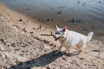 Fototapeta premium white Swiss shepherd walks by the lake