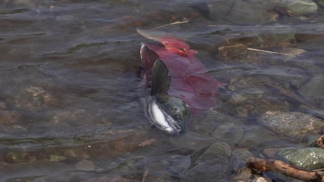 Wild red salmon fish Blueback Salmon (Oncorhynchus nerka) swimming in shallow water and splashing during spawning. Pacific salmon that is primarily red in hue during spawning and dying after they spaw