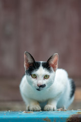 Portrait of white Thai cat with black spot