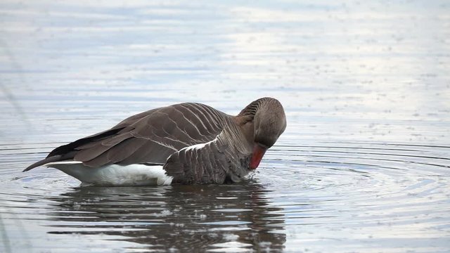 Greater White-fronted Goose (Anser albifrons) cleans plumage close-up. Slow motion, slowed down ten times from 240 fps to 24 fps