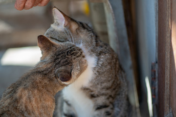 Cats care each other, close up striped Thai cat