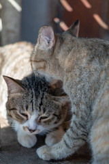 Cats care each other, close up striped Thai cat