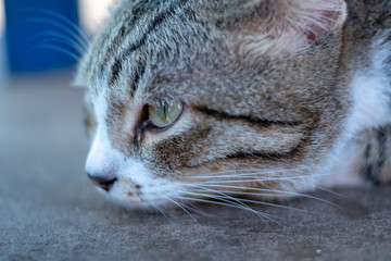 Portrait of striped Thai cat, cute cat