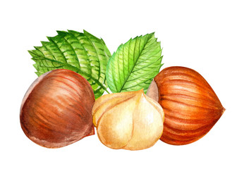 composition of hazelnuts, a set of drawn nuts on a white background, sweet illustration