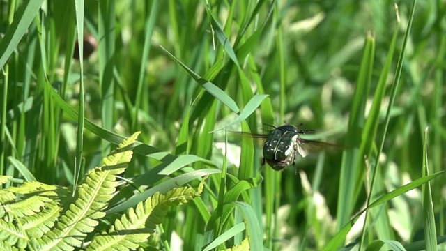 Beetle Rose Chafer or Green Rose Chafer (Cetonia aurata, Scarabaeus auratus). Flight of the beetle. Slow motion