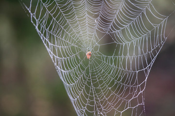 Spider web with dew