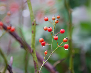 Red berries in autumn, wild rose seeds