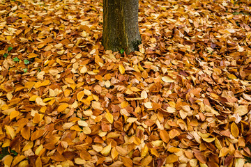 Background group autumn orange leaves. Outdoor.