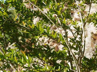 Punica granatum | Feuillage vert et luisant du Grenadier commun ou grenadier à fruits et branches à l'écorce grise brunâtre crevassée