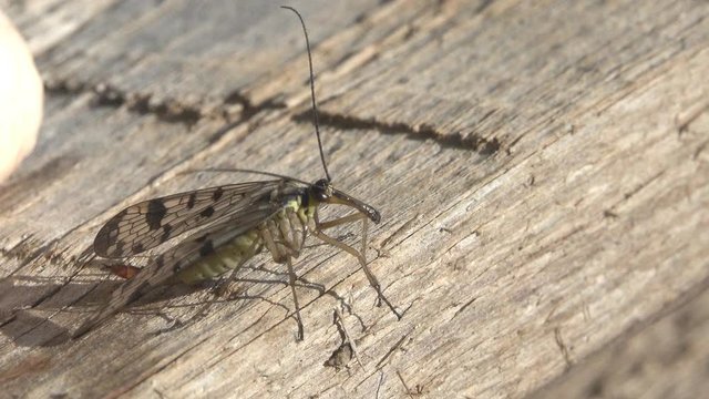 Winged Insect Сommon Scorpionfly or Mecoptera (Panorpa communis) cleans the mustache, then jumps away from the ant