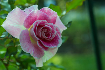 pink rose in the garden